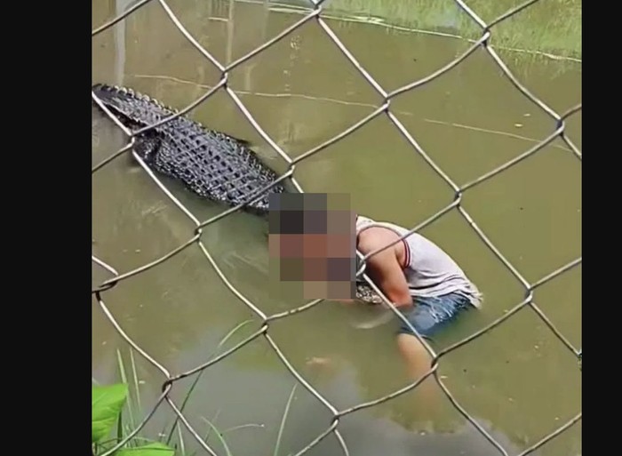 Aksi Selfie Buaya Berujung Maut: Kisah Pilu Kebun Binatang