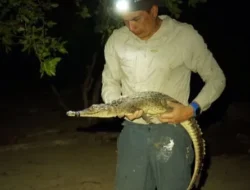 Dua Spesies Buaya Baru Ditemukan, Mirip Buaya Amerika?
