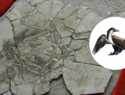 Rahasia Fosil Dinosaurus China: Pengungkapan Paleontologi Mengejutkan