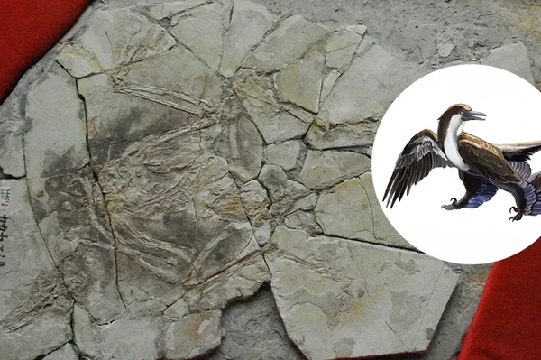 Rahasia Fosil Dinosaurus China: Pengungkapan Paleontologi Mengejutkan