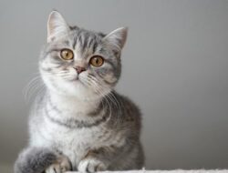Rahasia Silsilah Kucing Anda: Keturunan Firaun Mesir Kuno?