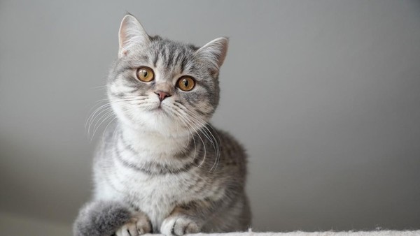 Rahasia Silsilah Kucing Anda: Keturunan Firaun Mesir Kuno?